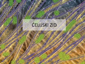 ELIJSKI ZID elijski zid Celuloza Hemiceluloze Pektini Strukturni