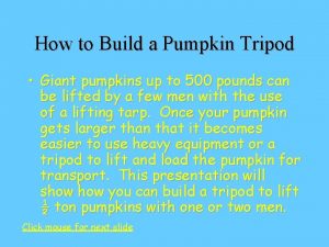 How to Build a Pumpkin Tripod Giant pumpkins