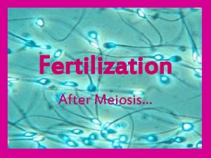 Fertilization After Meiosis Gonads Reproductive organs Males have