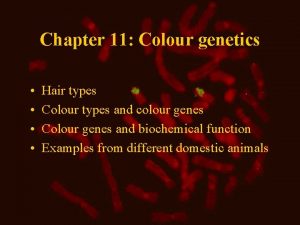 Chapter 11 Colour genetics Hair types Colour types