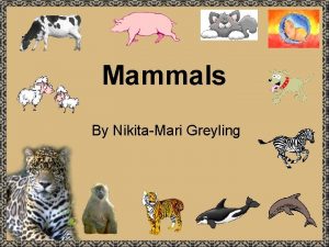 Mammals By NikitaMari Greyling My name is NikitaMari