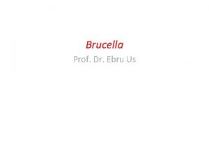 Brucella Prof Dr Ebru Us Bruselloz Esas olarak