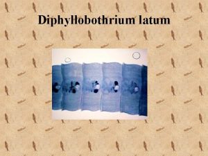 Diphyllobothrium latum Caractersticas Morfolgicas Diphyllobothrium latum Miden de