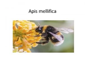 Apis mellifica Most important oedema remedy Swelling both
