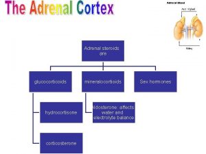 Adrenal steroids are glucocorticoids hydrocortisone corticosterone mineralocortioids Aldosterone
