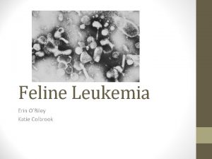 Feline Leukemia Erin ORiley Katie Colbrook Feline Leukemia