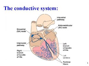 The conductive system 1 Normal Impulse Conduction Sinoatrial