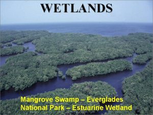 WETLANDS Mangrove Swamp Everglades National Park Estuarine Wetland