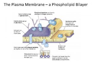 The Plasma Membrane a Phospholipid Bilayer Components of