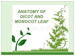 ANATOMY OF DICOT AND MONOCOT LEAF ANATOMY OF