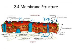 2 4 Membrane Structure Phospholipid bilayer Flexible adaptable