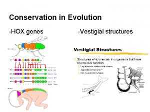 Conservation in Evolution HOX genes Vestigial structures Please