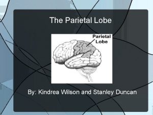 The Parietal Lobe By Kindrea Wilson and Stanley