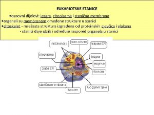 EUKARIOTSKE STANICE osnovni dijelovi jezgra citoplazma i stanina