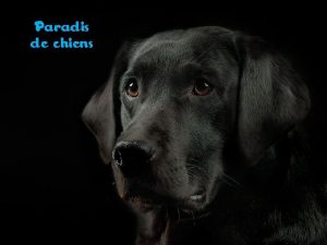 Paradis de chiens Imagine un endroit avec des