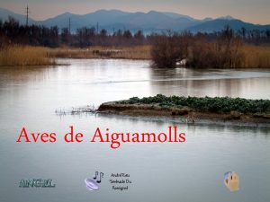 Aves de Aiguamolls Andr Rieu Sernade Du Rossignol