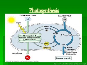 Photosynthesis http www ualr edubotanyphotosynthrxns gif Life in