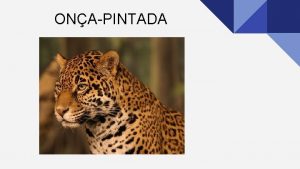 ONAPINTADA CARACTERSTICAS DA ONAPINTADA Nome cientfico Panthera onca