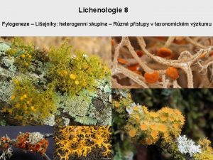 Lichenologie 8 Fylogeneze Liejnky heterogenn skupina Rzn pstupy