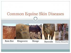 Common Equine Skin Diseases What is a Disease