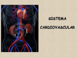 SISTEMA CARDIOVASCULAR O sistema cardiovascular ou circulatrio uma