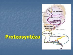 Proteosyntza Proteosyntza novch molekl bielkovn na zklade genetickej