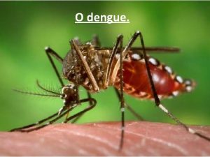 O dengue 1 Punto DATOS E CIFRAS DO