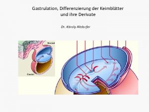 Gastrulation Differenzierung der Keimbltter und ihre Derivate Dr