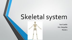 Skeletal system Saul Castillo Mrs Margolles Peroid 2