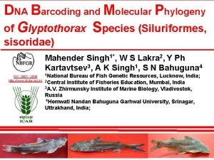 DNA Barcoding and Molecular Phylogeny of Glyptothorax Species