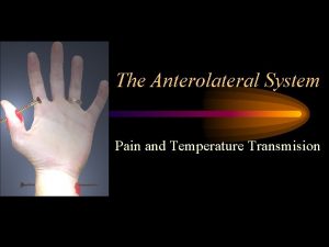 The Anterolateral System Pain and Temperature Transmision The