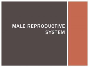 MALE REPRODUCTIVE SYSTEM FUNCTIONS To produce sex hormones