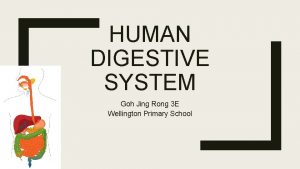 HUMAN DIGESTIVE SYSTEM Goh Jing Rong 3 E