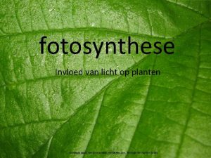 fotosynthese Invloed van licht op planten Gemaakt door