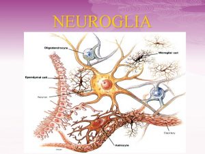 NEUROGLIA NEUROGLIA p El sistema nervioso est constituido