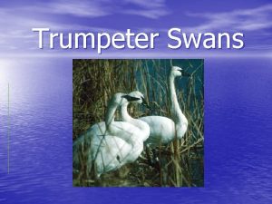 Trumpeter Swans Trumpeter Swan Information The Trumpeter Swan