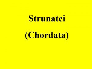 Strunatci Chordata Druhost Deuterostomia Strunatci Chordata Ploutvenky Chaetognatha