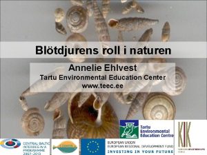 Bltdjurens roll i naturen Annelie Ehlvest Tartu Environmental