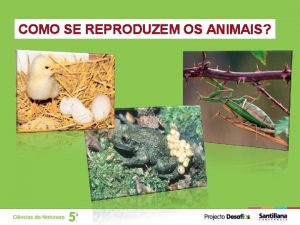 COMO SE REPRODUZEM OS ANIMAIS COMO SE REPRODUZEM