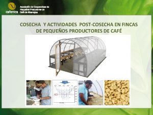 COSECHA Y ACTIVIDADES POSTCOSECHA EN FINCAS DE PEQUEOS