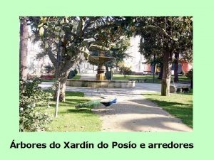 rbores do Xardn do Poso e arredores O