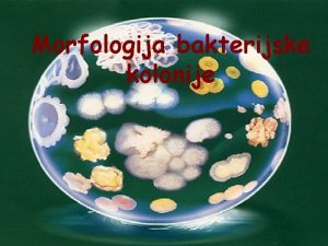 Morfologija bakterijske kolonije Morfologija bakterijske kolonije Izgled kolonija