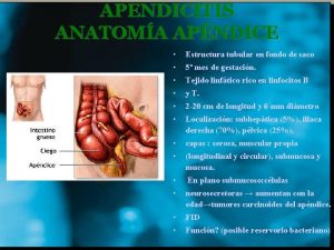 APENDICITIS ANATOMA APNDICE Estructura tubular en fondo de