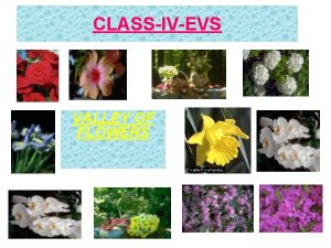 CLASSIVEVS VALLEY OF FLOWERS DIFFERENT TYPES OF FLOWERS