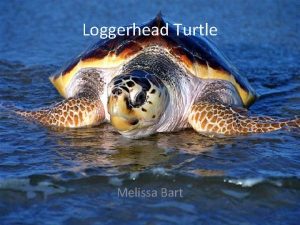 Loggerhead Turtle Melissa Bart Habitat Hatchlings live in