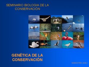 SEMINARIO BIOLOGIA DE LA CONSERVACIN GENTICA DE LA