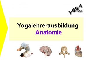 Yogalehrerausbildung Anatomie Anatomie und Physiologie des Verdauungssystems Der
