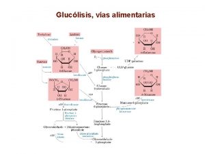 Gluclisis vas alimentarias Intolerancia a la lactosa y