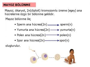 MAYOZ BLNME Mayoz karyot 2 ndiploit kromozomlu reme