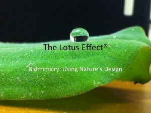 The Lotus Effect Biomimicry Using Natures Design What